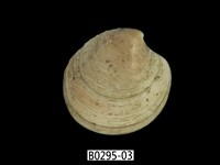 藏品(日本鏡文蛤)的圖片